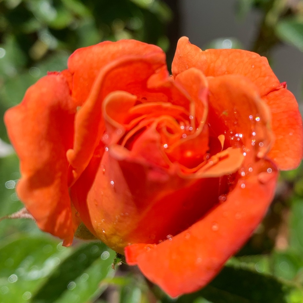 Meet your Posher, Norma